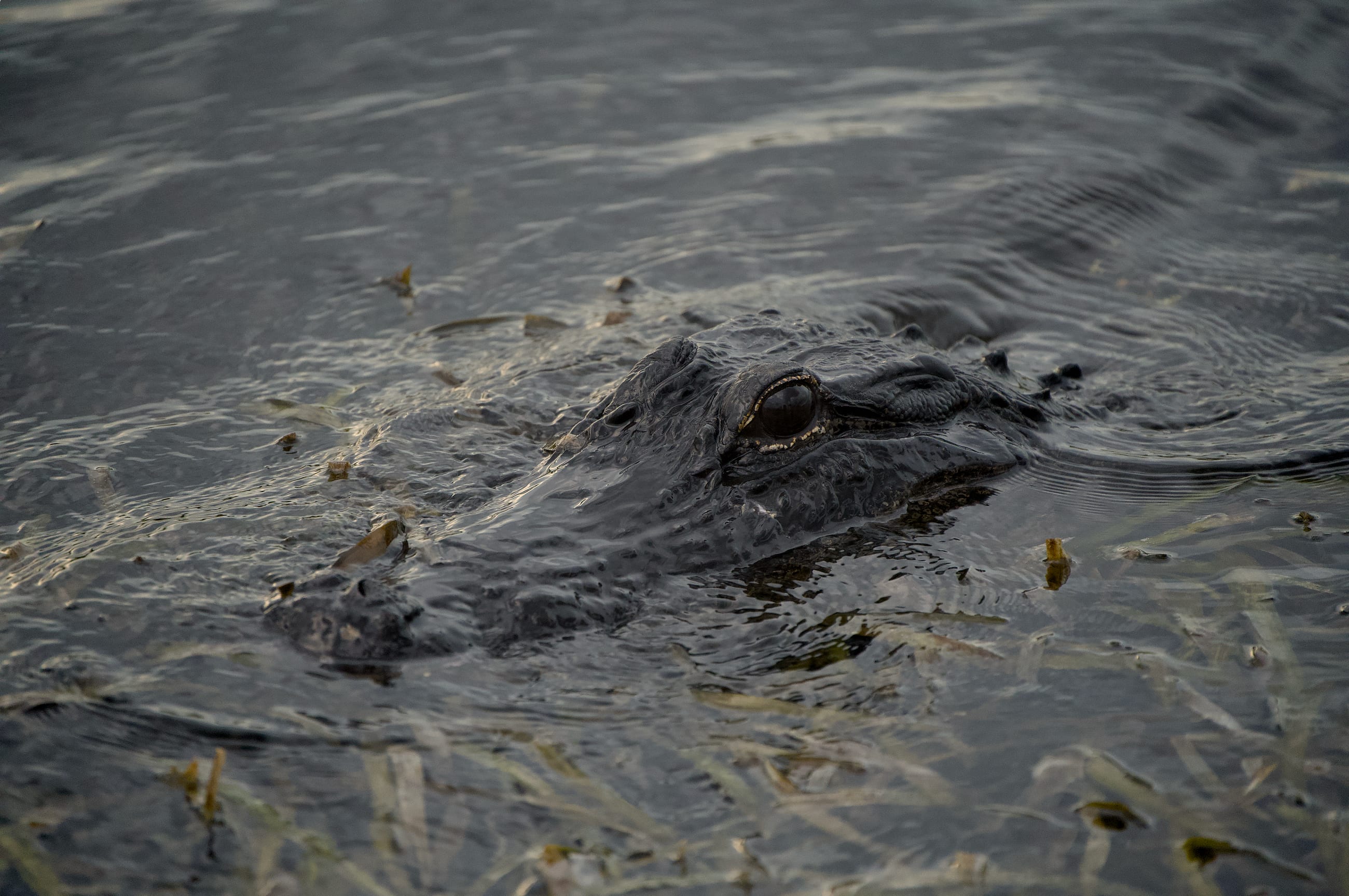 Alligator Water