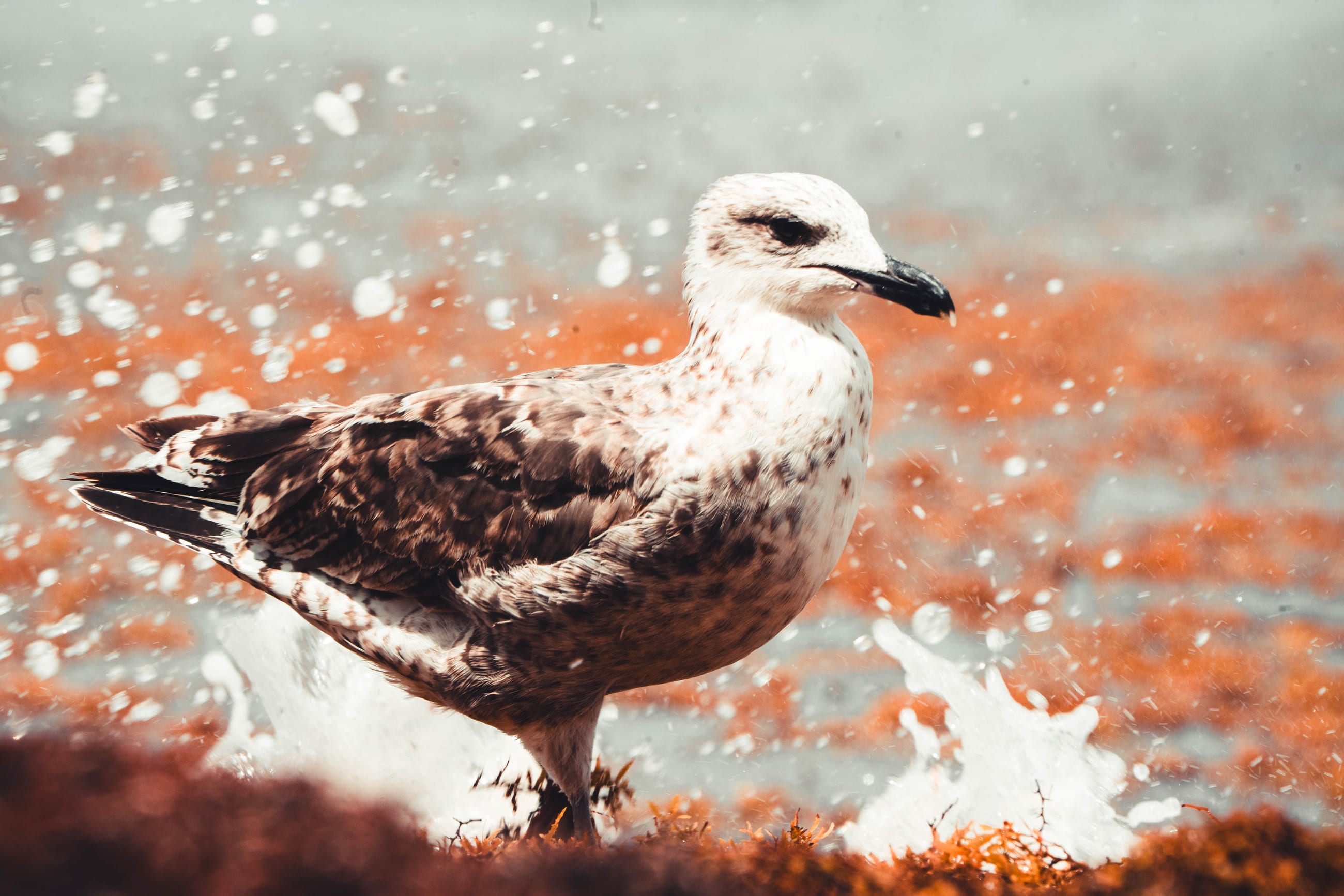 Jet Skiing Seagull