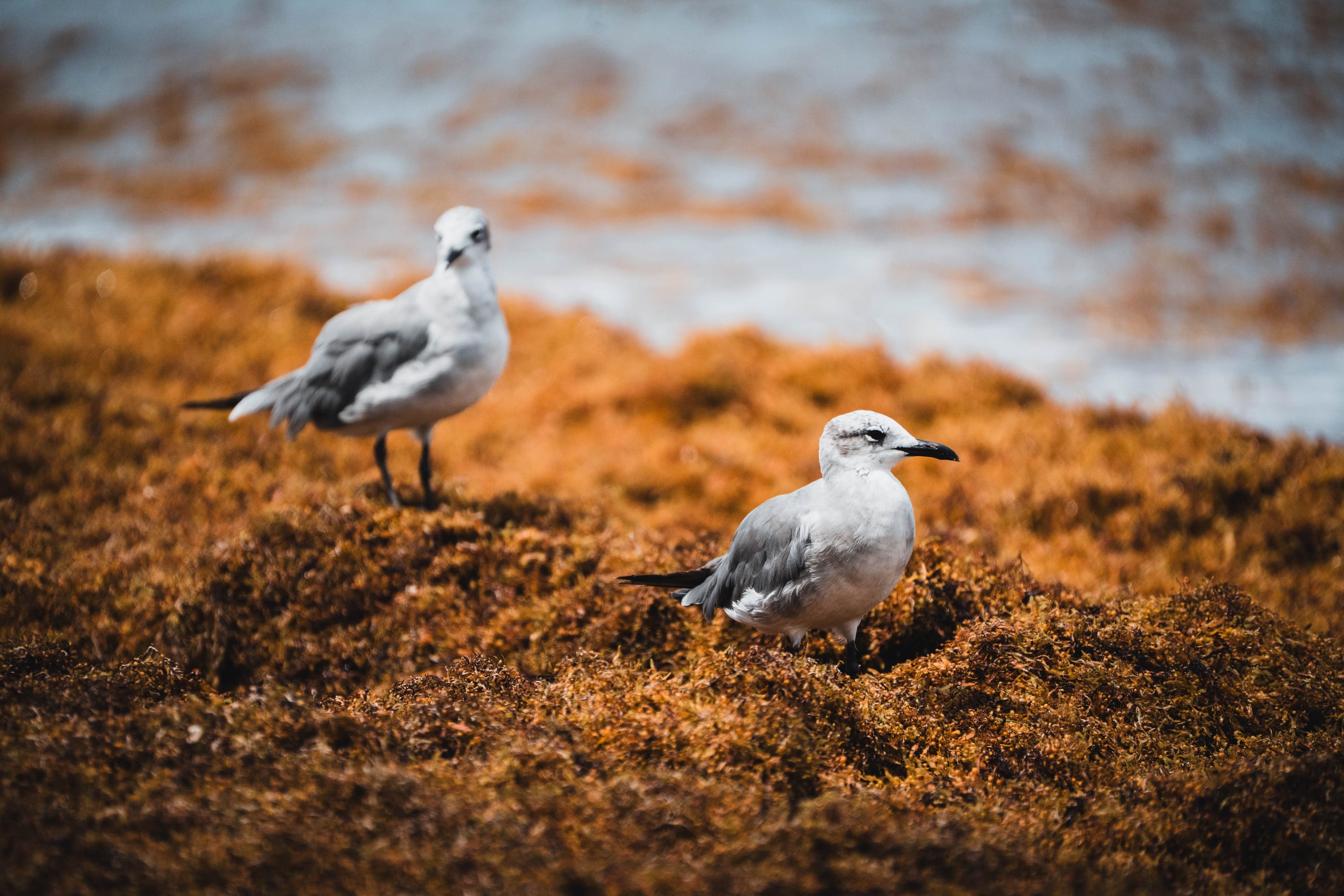 Seaweed Sitting
