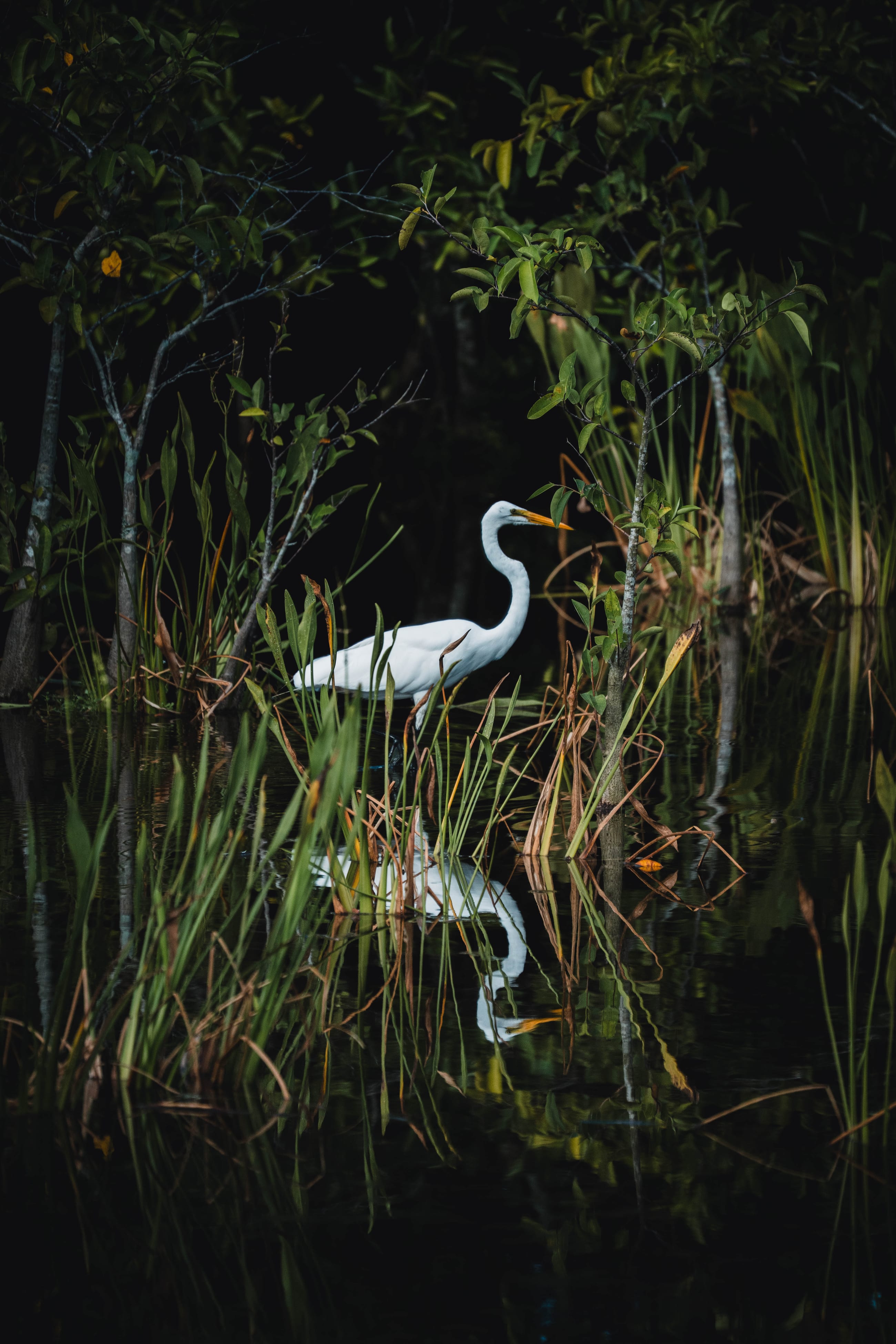 Reflective Heron