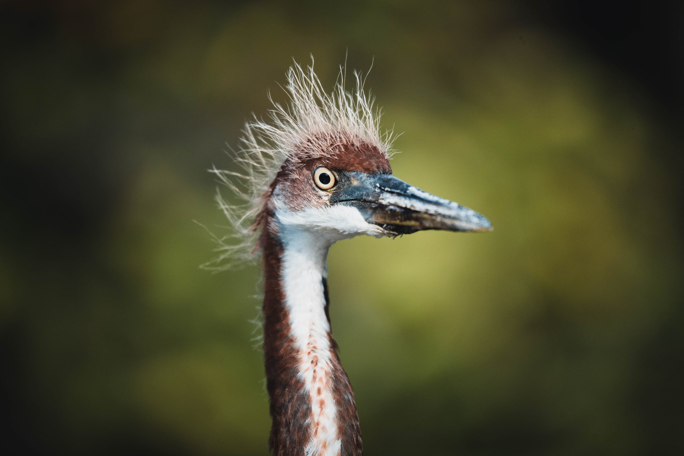 Great Hairdo