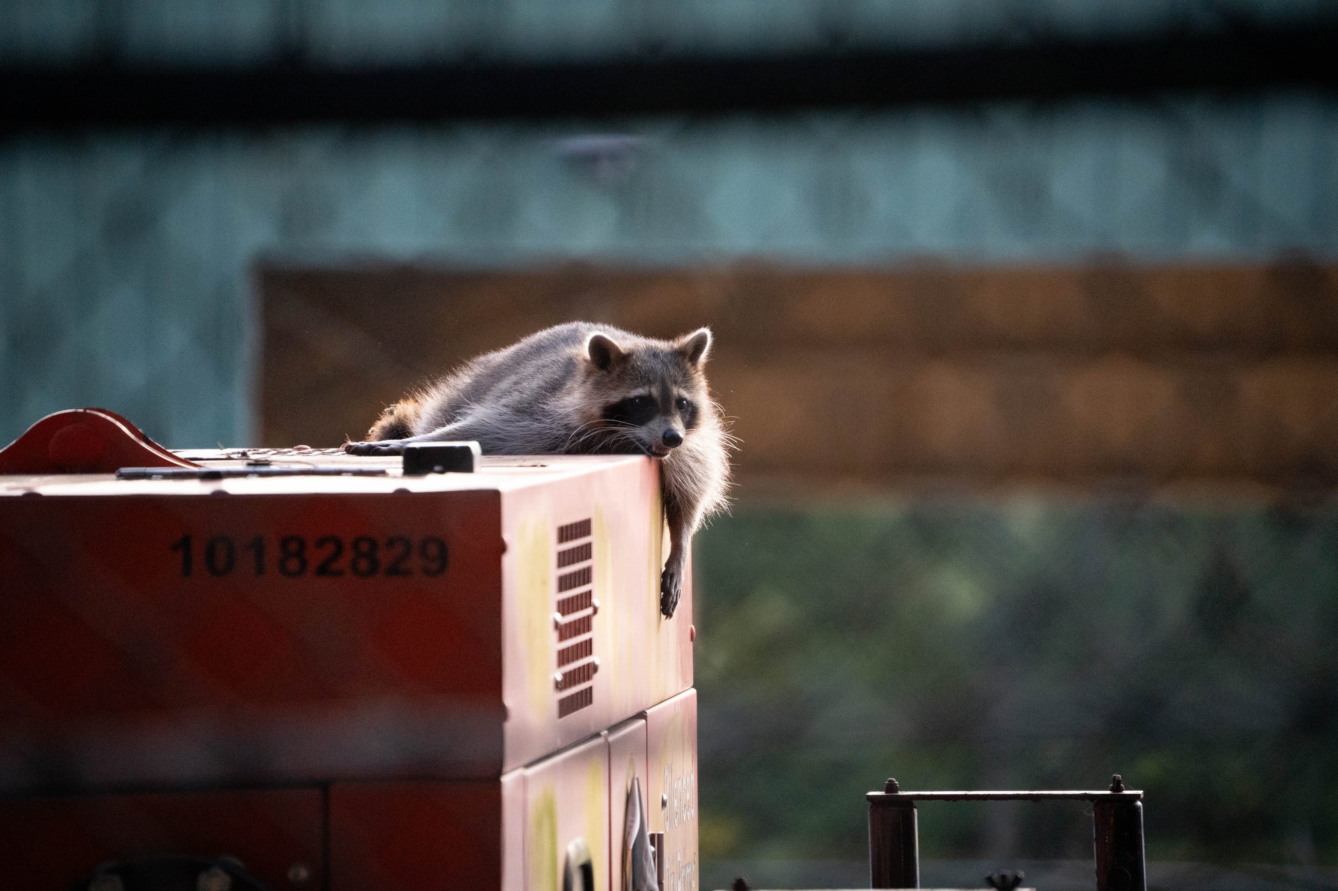 Relaxing Racoon