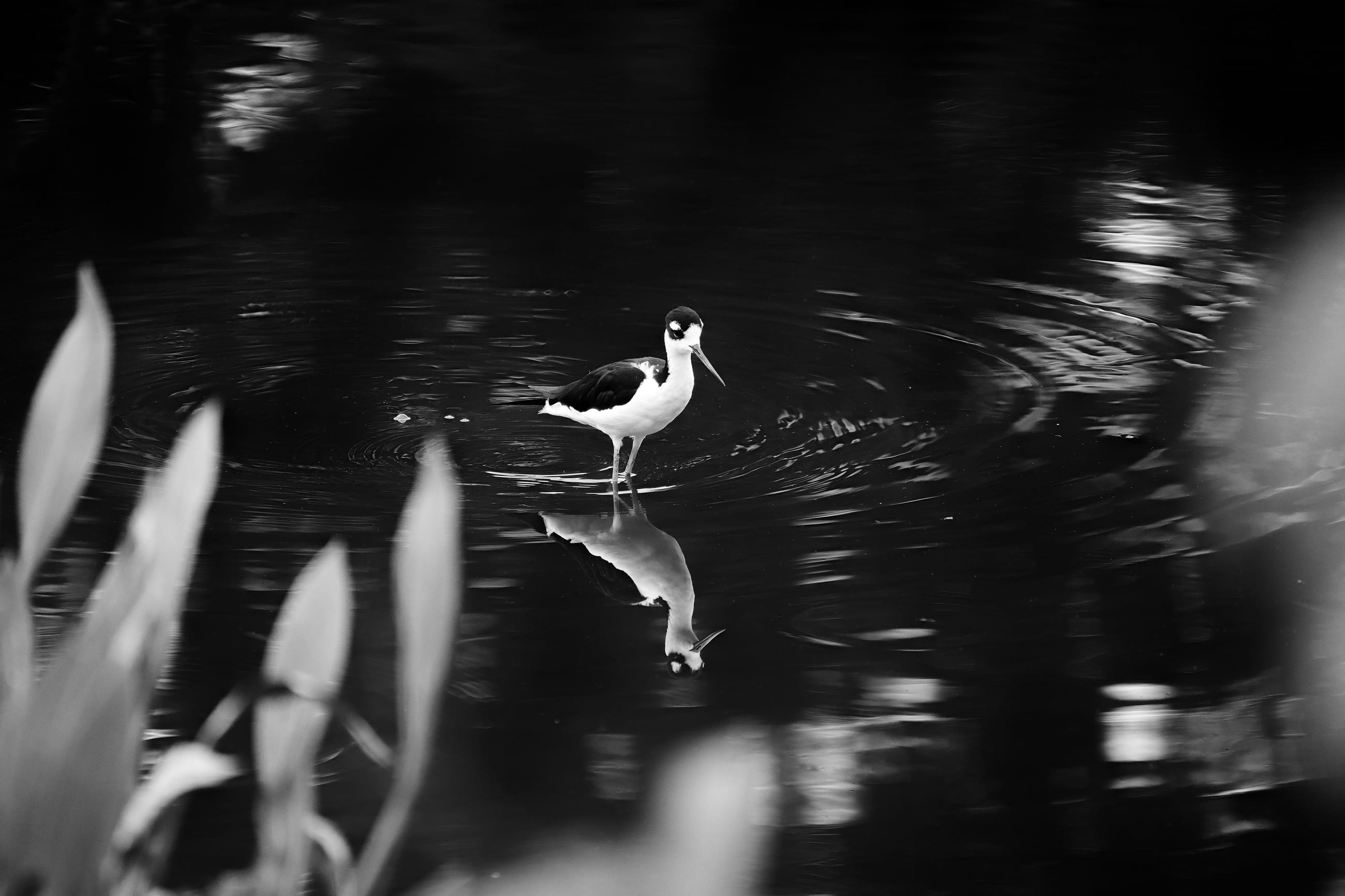Black and White Stilt