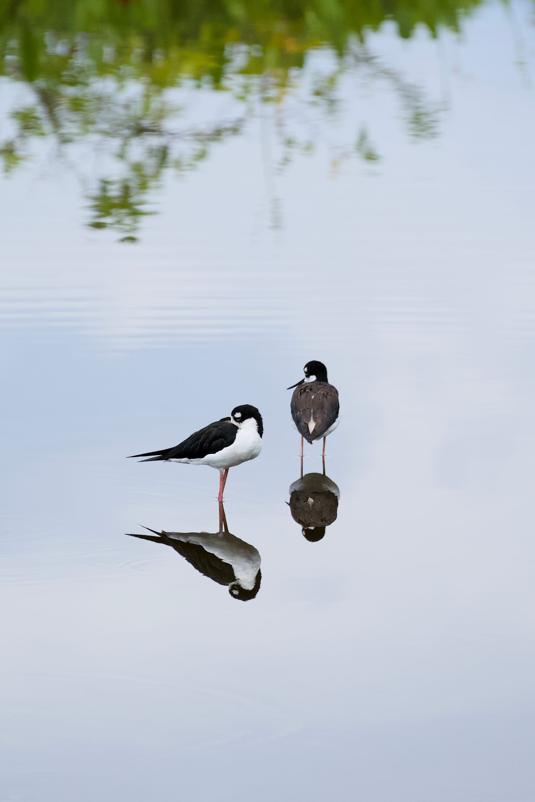 Reflections