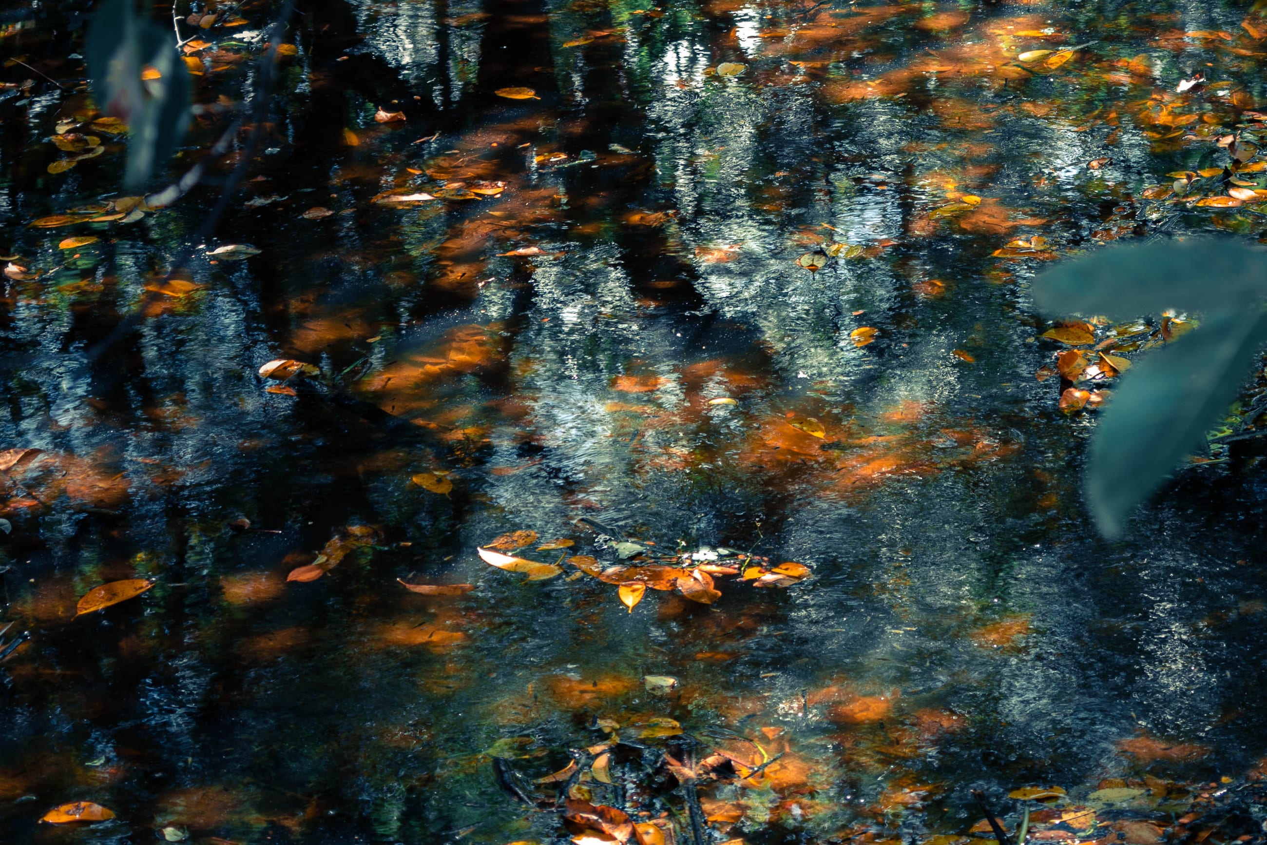 Monet Swamp