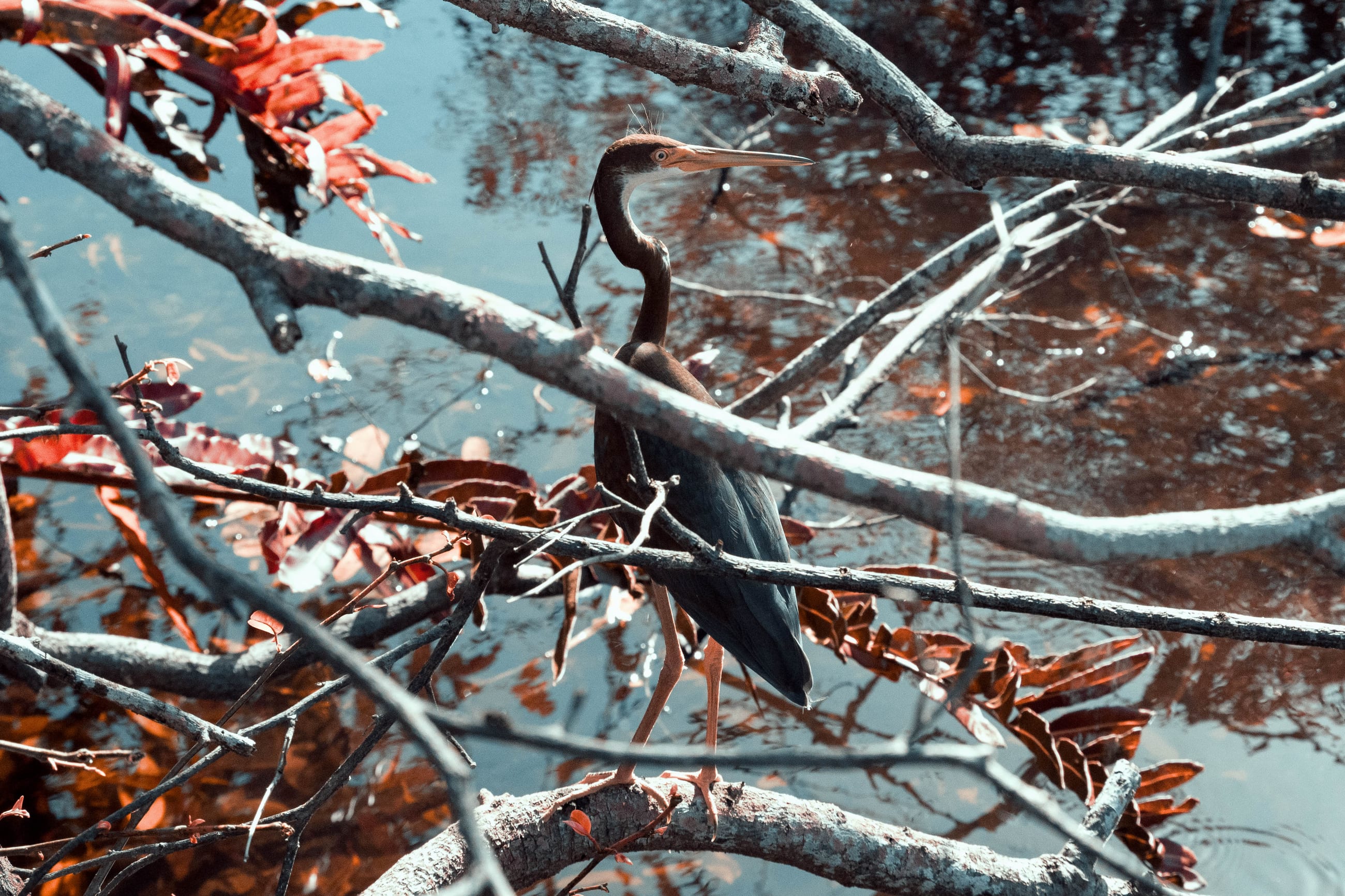 Branches