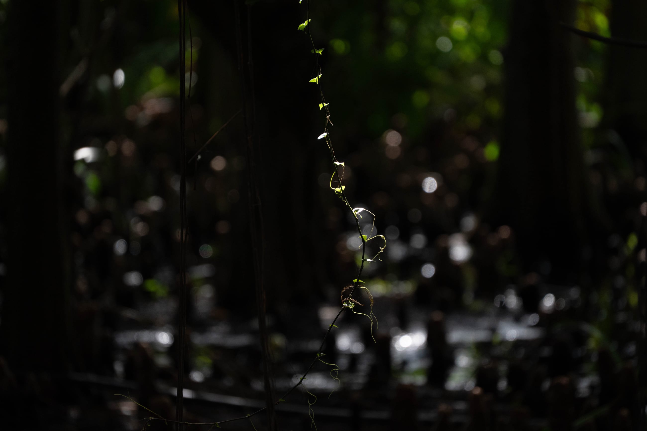 String of Pearls