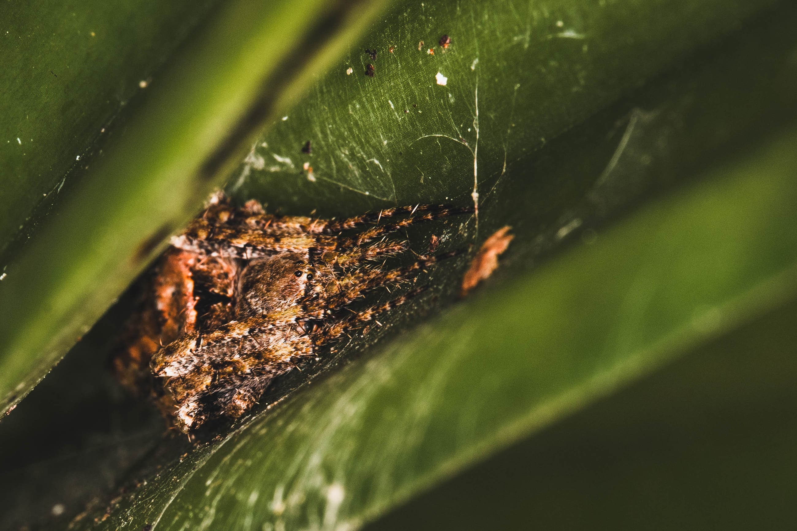 Cozy Spider