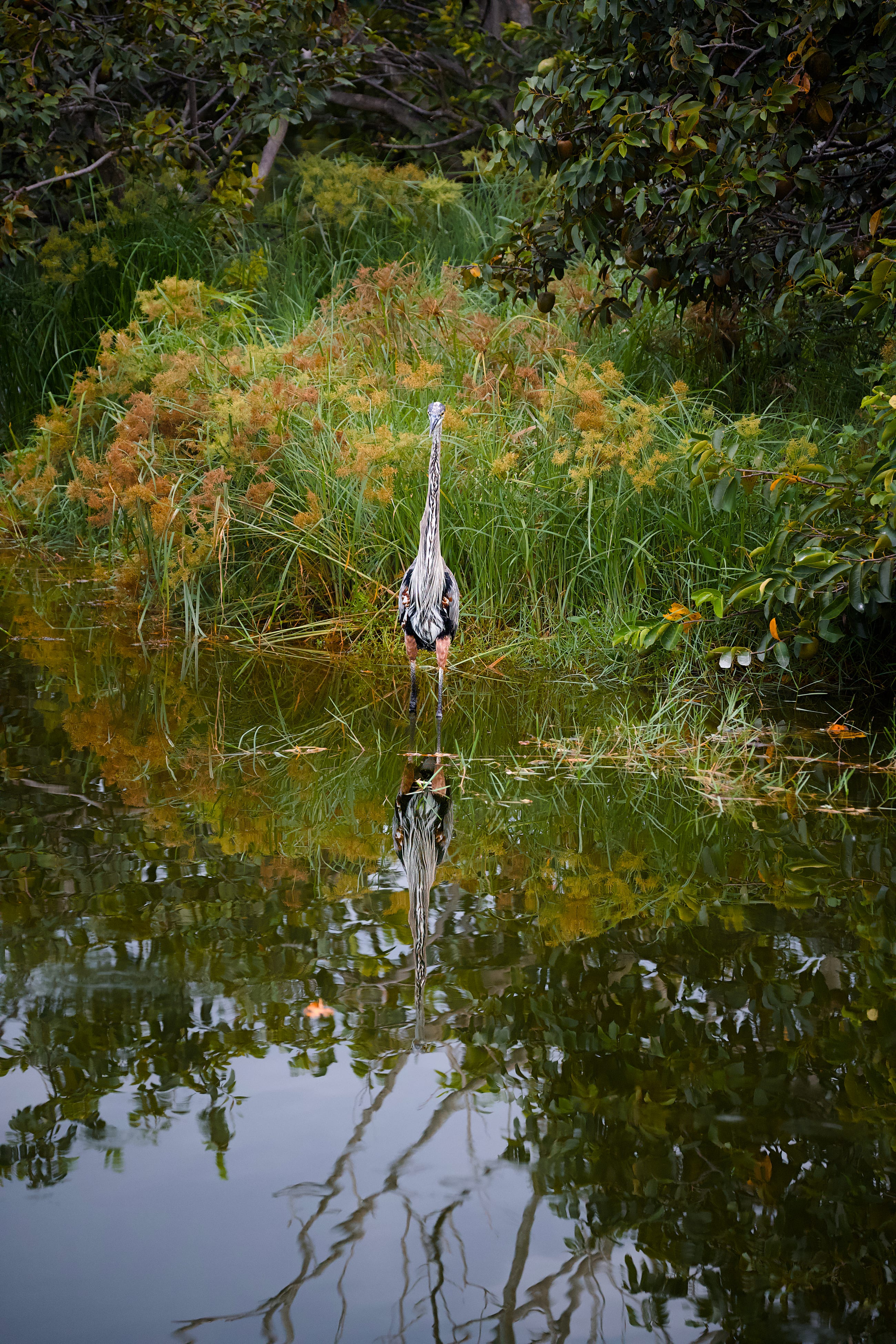 Heron in Brush